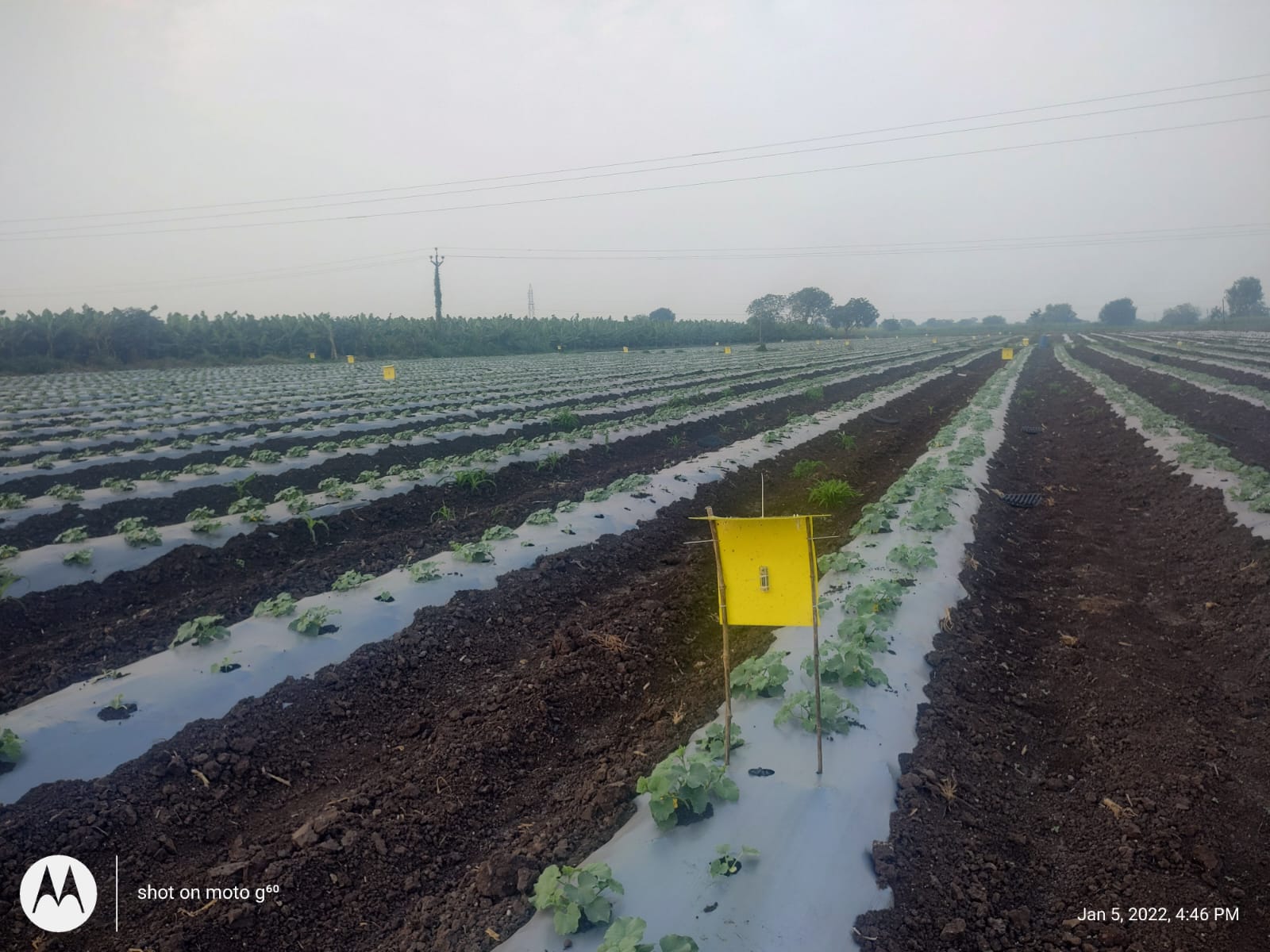 Eco-Pestrap Organic Farming